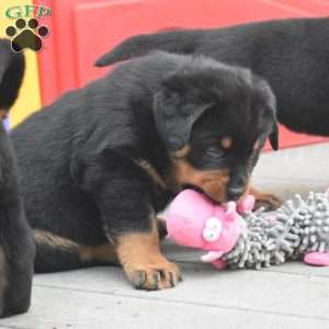 Ajax, Rottweiler Mix Puppy